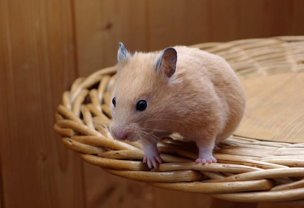 Hamsters DierenWiki Goudhamster Hamsters